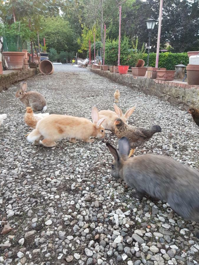 Alle Vecchie Mura ปิสโตยา ภายนอก รูปภาพ